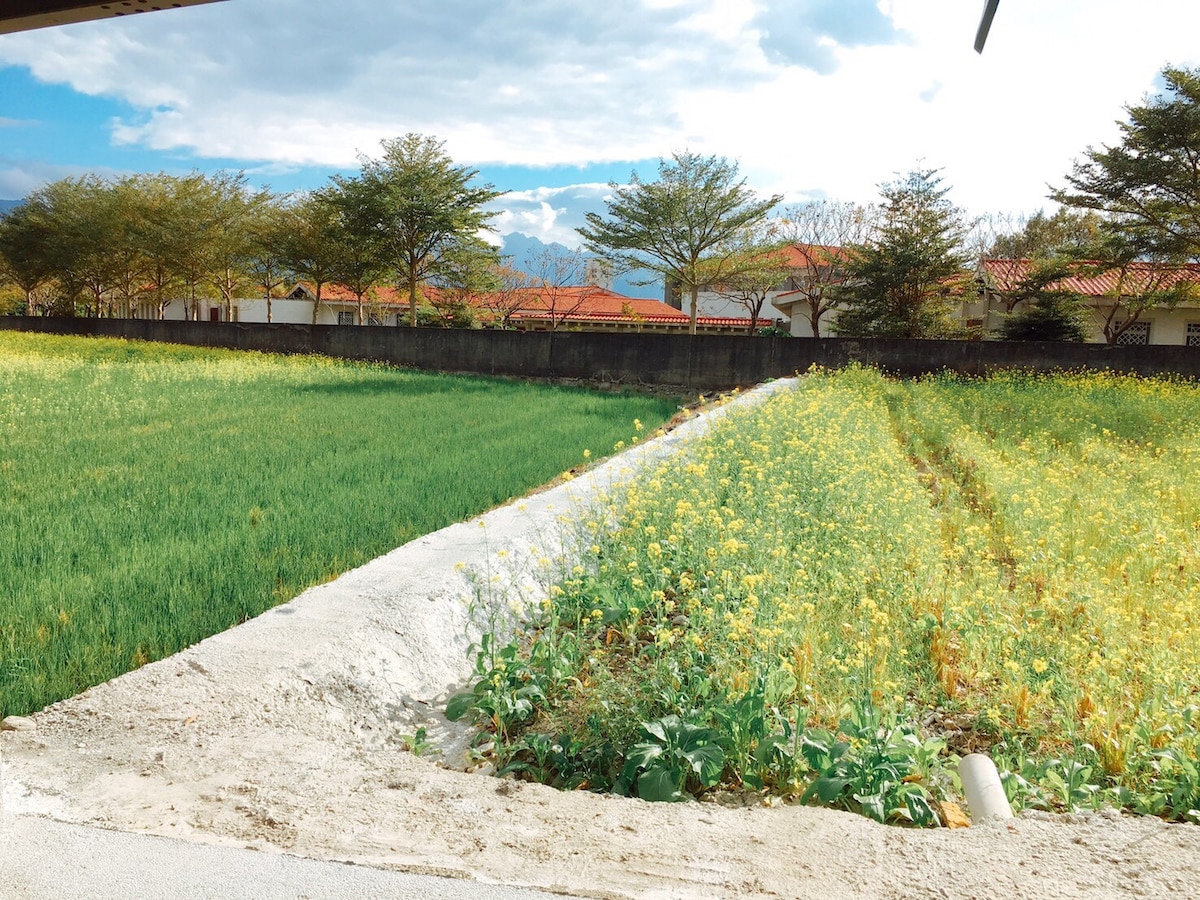 A view of lush green rice fields transitions into vibrant canola flowers under a bright sky. Neatly arranged rows of greenery and yellow blooms stretch across the landscape, bordered by trees and rooftops in the background. The scenery reflects the tranquility of rural living.
