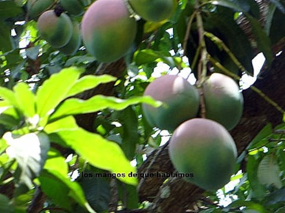 Complementary Seasonal Fruits on Property