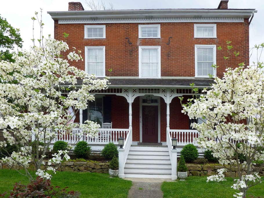 Dogwoods in Spring