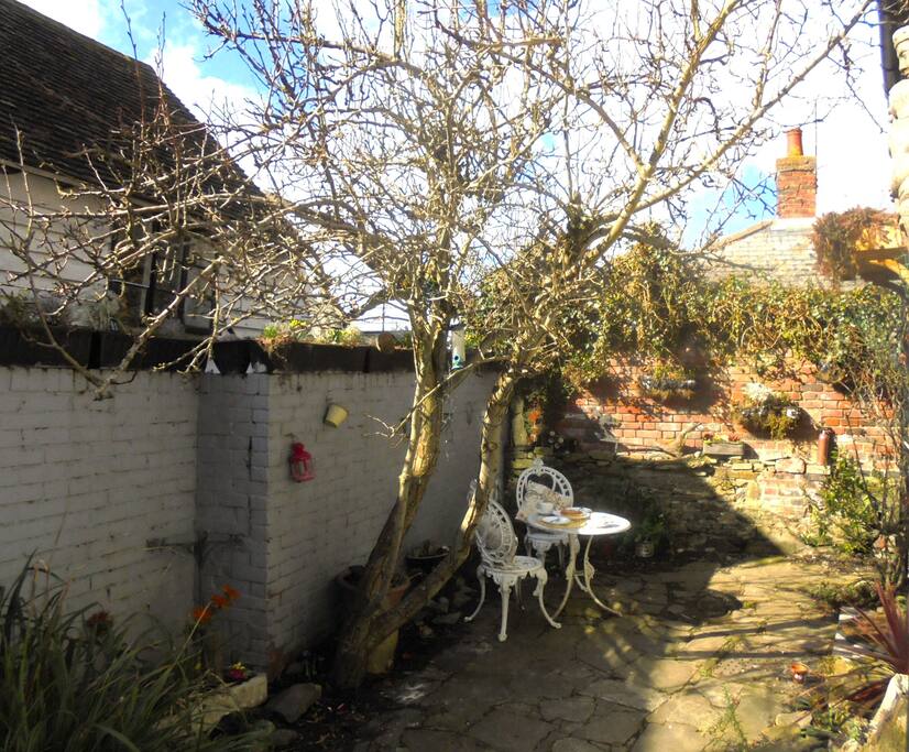 Pear Tree in Courtyard