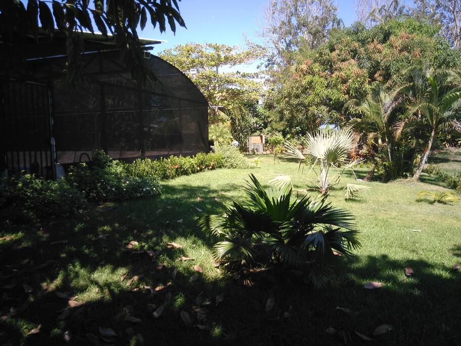 Unser Garten der mit vielen paradiesischen Vögeln bewohnt wird. Ab und zu gibt es auch Früchte aus dem eigenen Garten, die werden wir bei Interesse auch unseren Gästen zu verkosten geben.