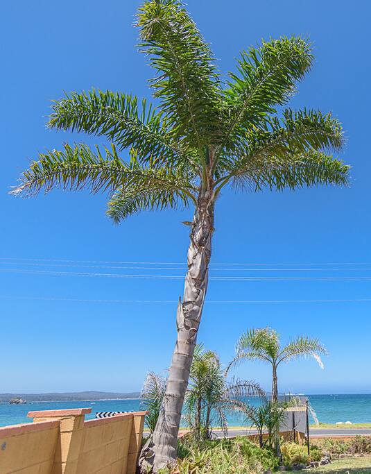 Palm