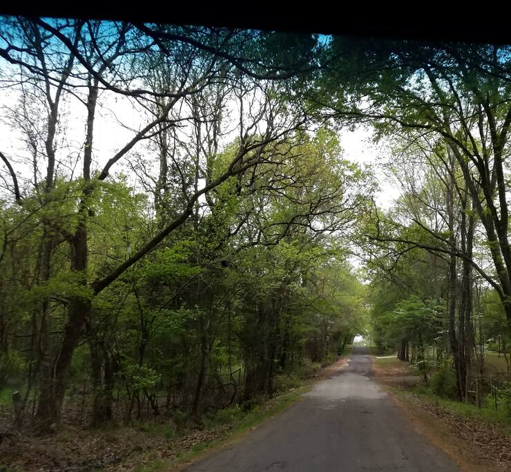 Welcome to the Woods!