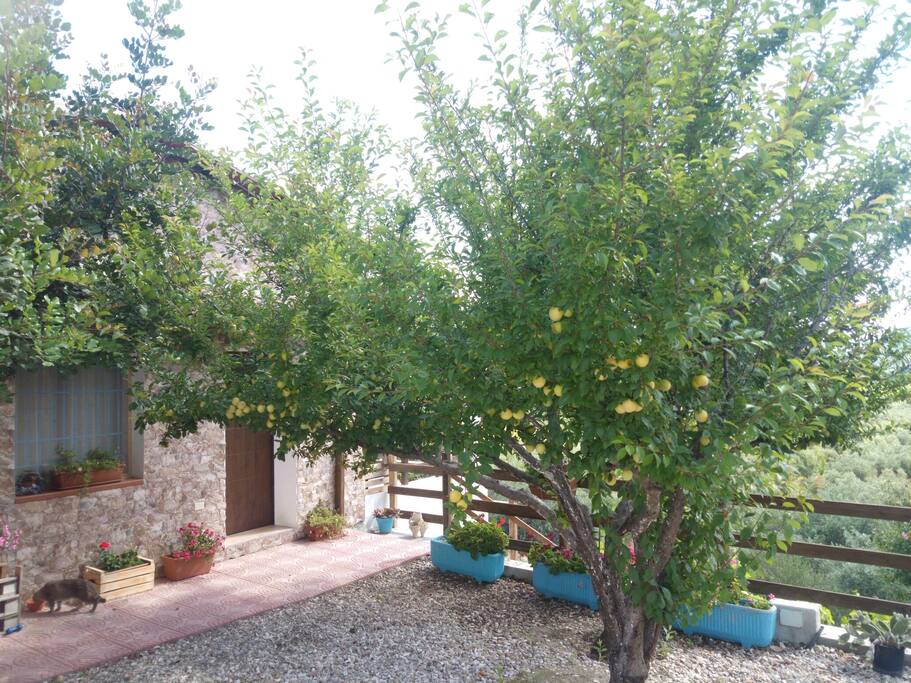 albero di prugne