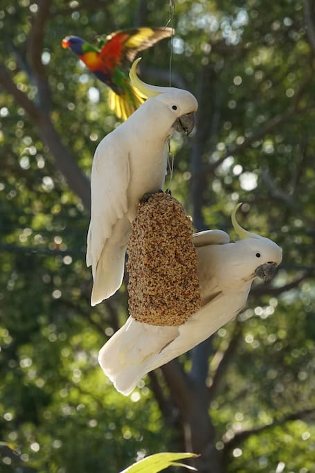 Bird feeder on balcony