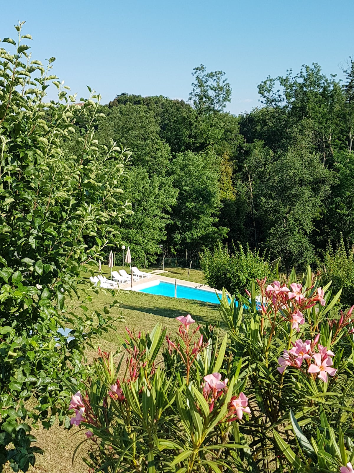 A serene outdoor space is depicted, featuring a bright blue swimming pool surrounded by lush greenery. Vibrant flowers in the foreground add a touch of color, complementing the natural landscape of trees and shrubs in the background.