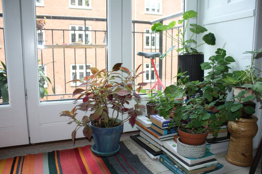 Plants in the livingroom