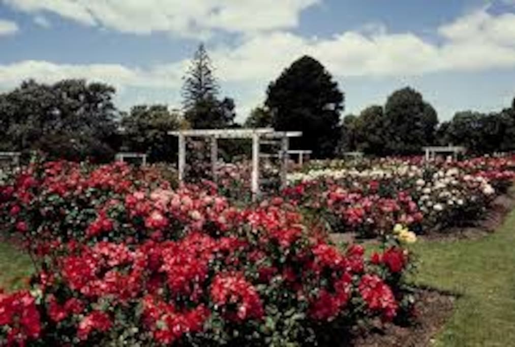 Parnell Rose Gardens in full spring bloom - a 10 minute walk away
