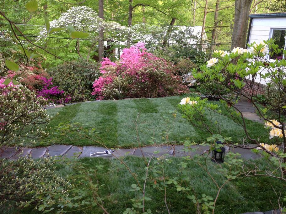 Summer Backyard