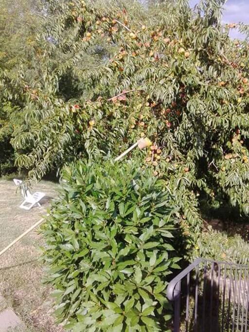 selecting fruits