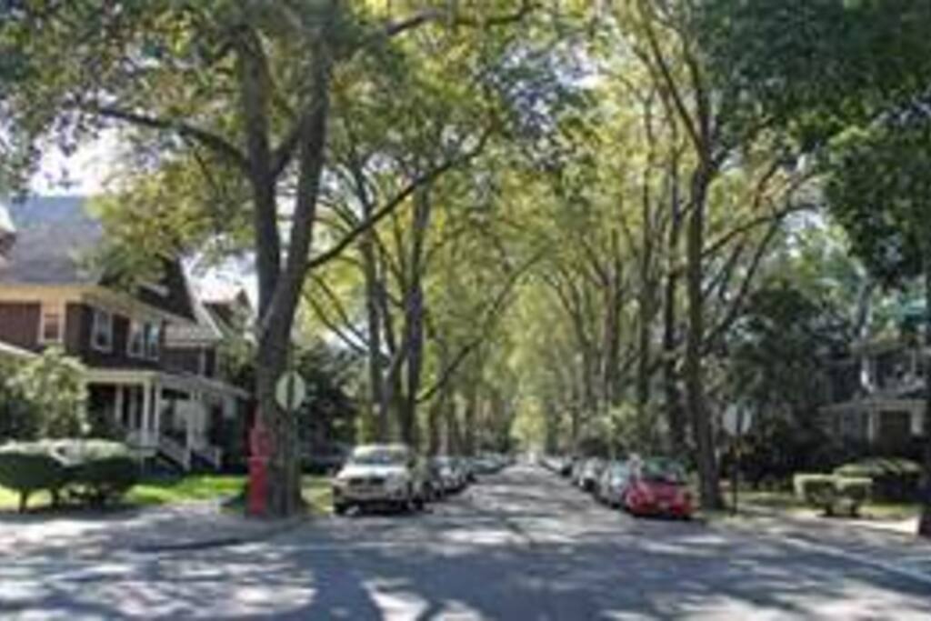 Tree lined streets full of beautiful Victorian homes