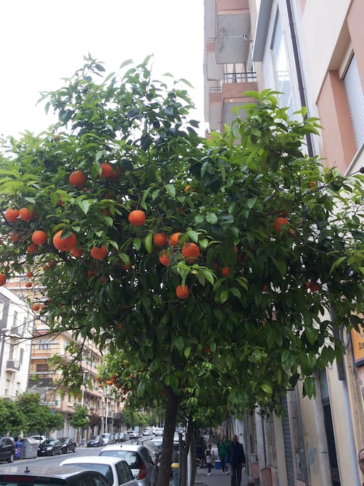 Il palazzo si trova in un caratteristico viale alberato di aranci