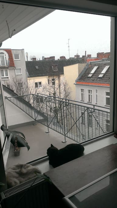 Balcony (and cat)