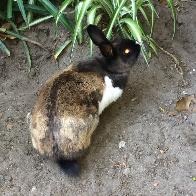 Mrs Bunny