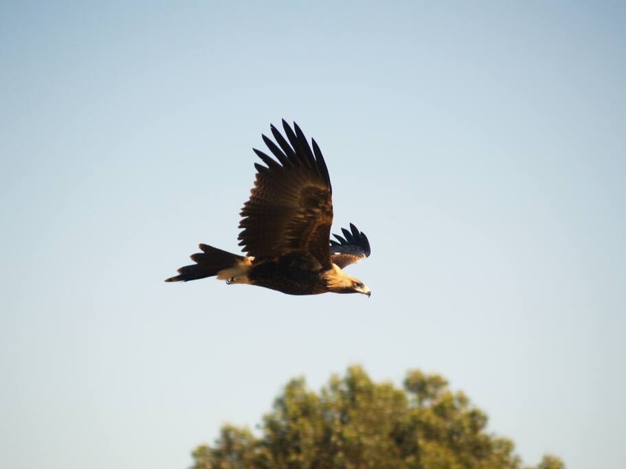 A local wedgetail eagle