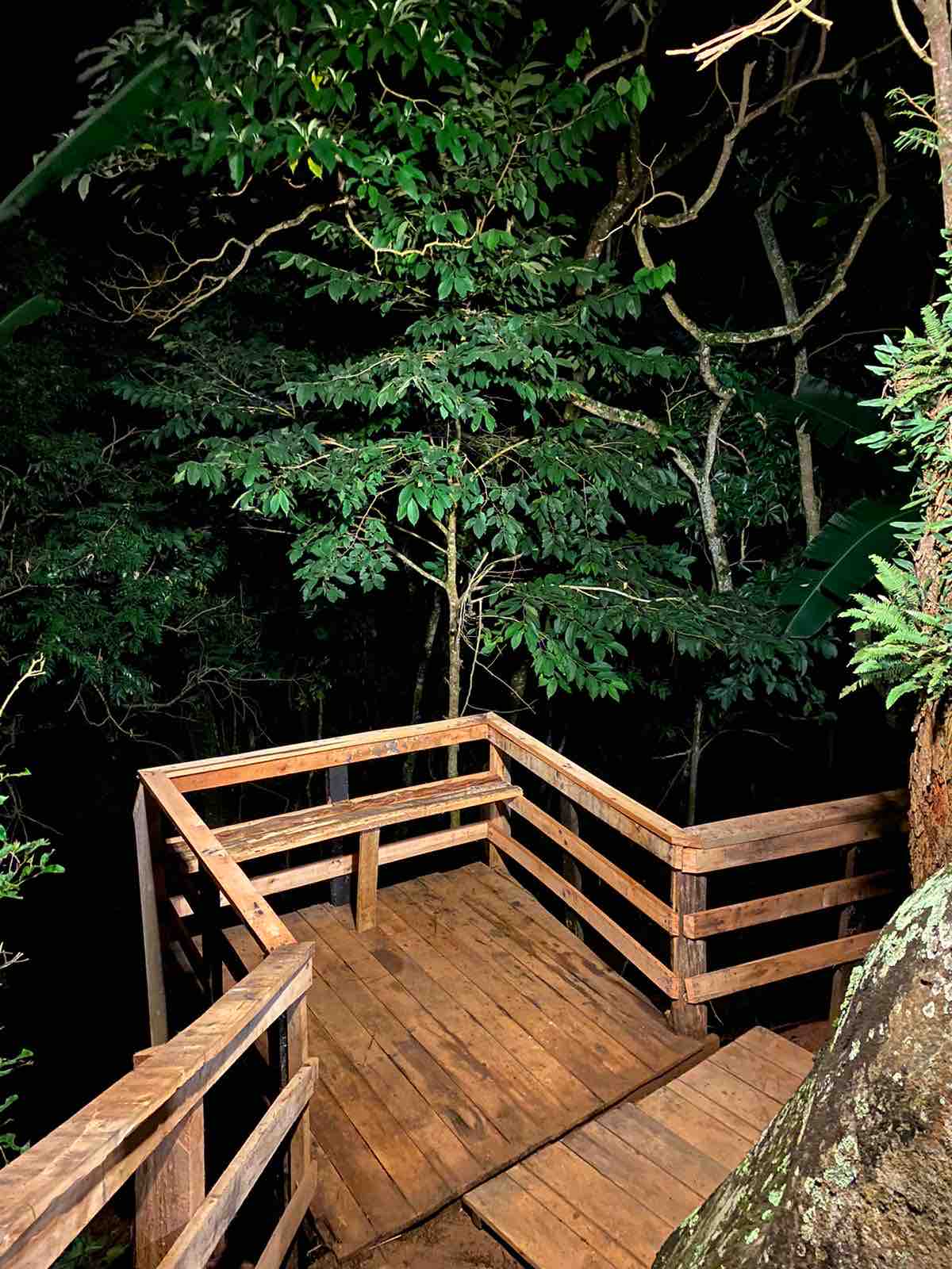 A wooden observation deck is nestled among towering trees, illuminated by subtle lighting. The deck features a railing that allows for a safe vantage point over the surrounding lush greenery. The night sky is partially visible through the branches above.