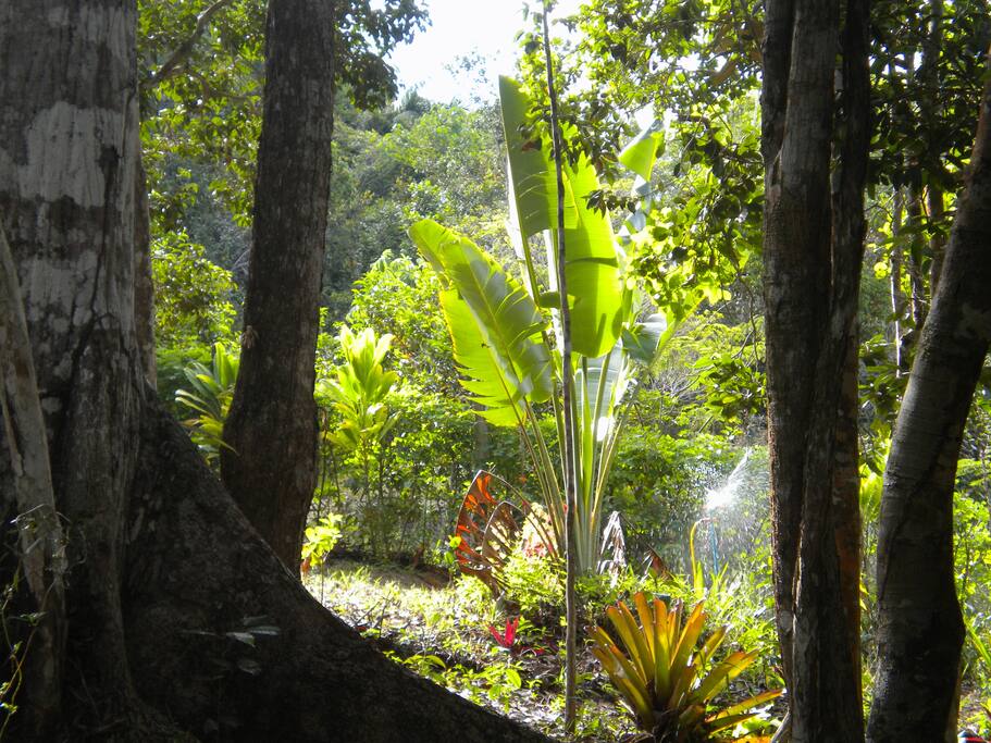 Vista do jardim