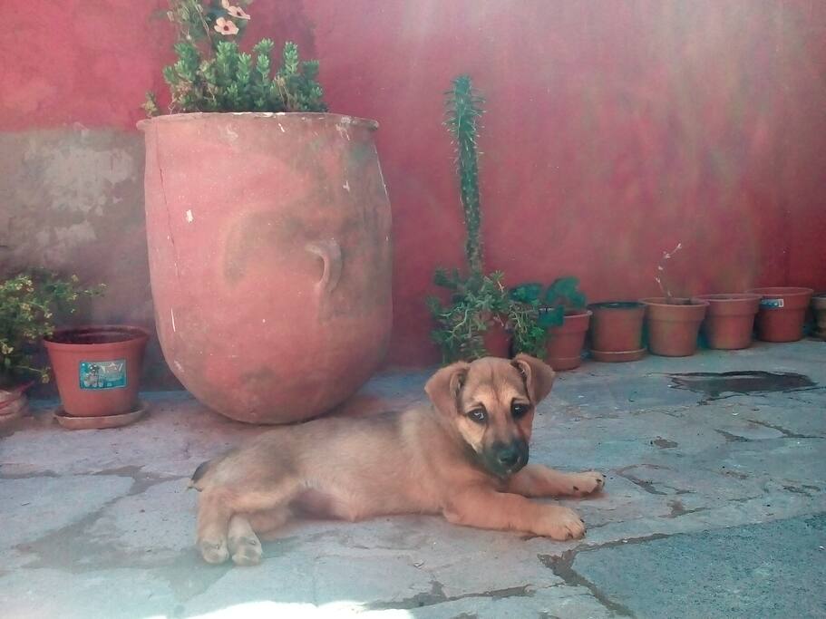 "Pety Feroz" La primera y principal anfitriona de casa. :)