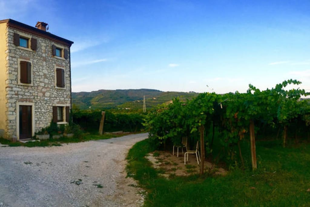 B&B relax in the Vineyards