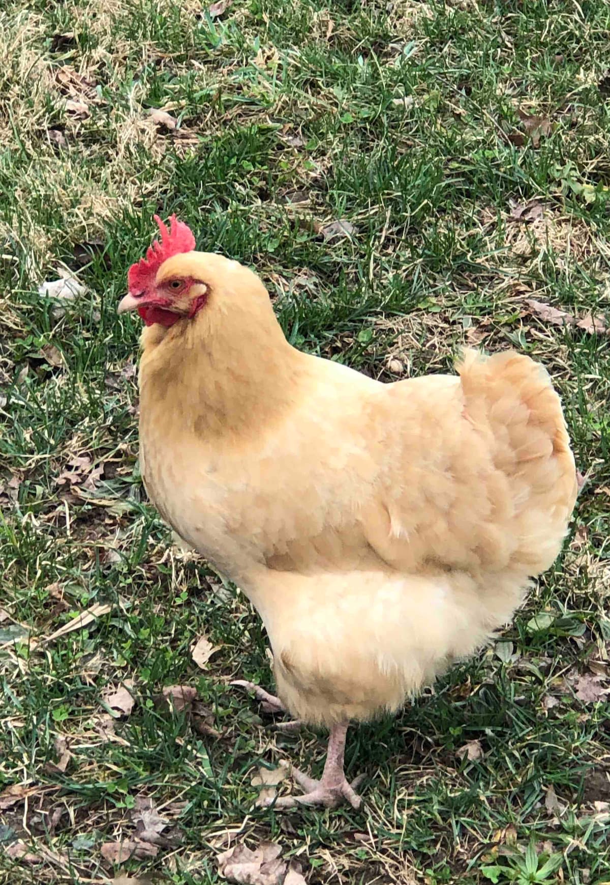 A light-colored hen is seen standing on green grass, surrounded by scattered leaves. The hen's red comb is prominent, and its fluffy feathers create a rounded shape. The peaceful farm setting provides a natural backdrop for this friendly animal.