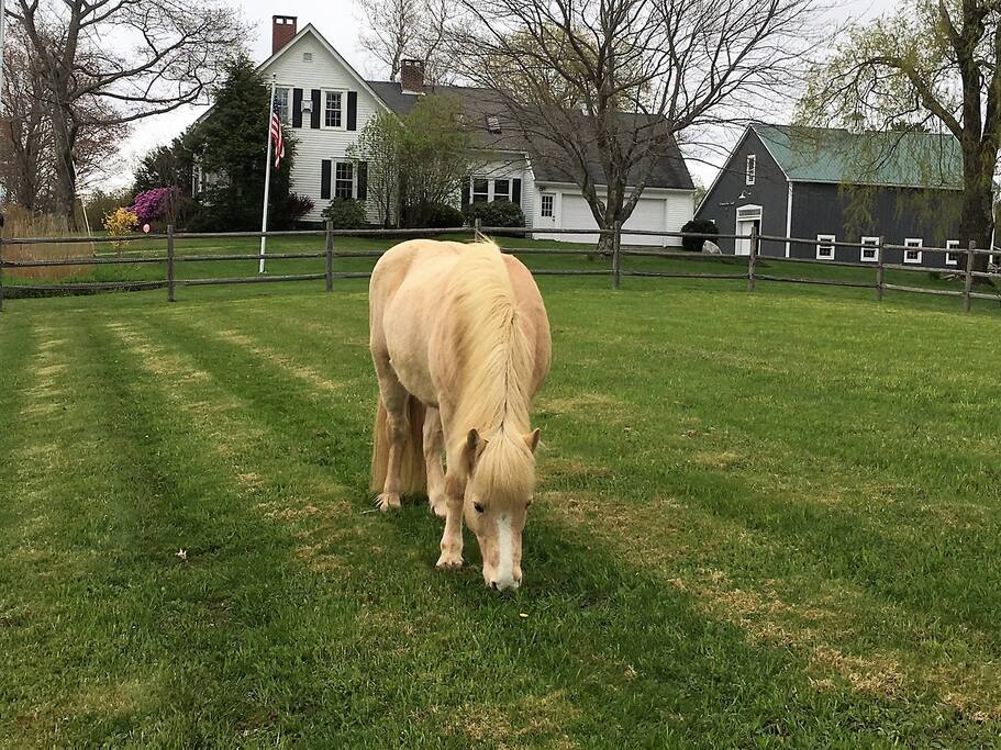 Tobba in Pasture next to Farmhouse & Barn