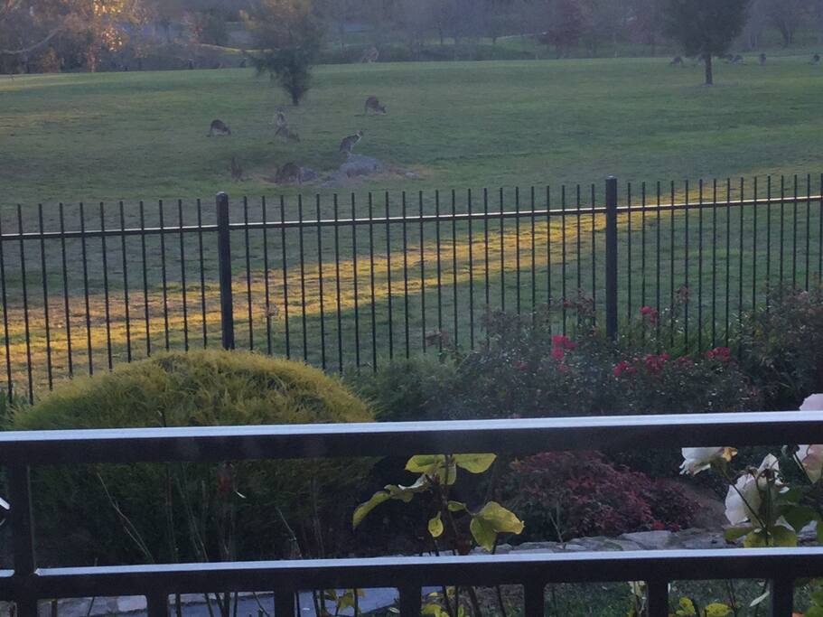 Back garden