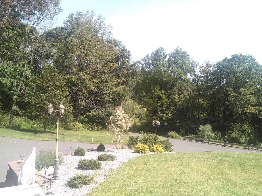 Trees in front of mountains in summer