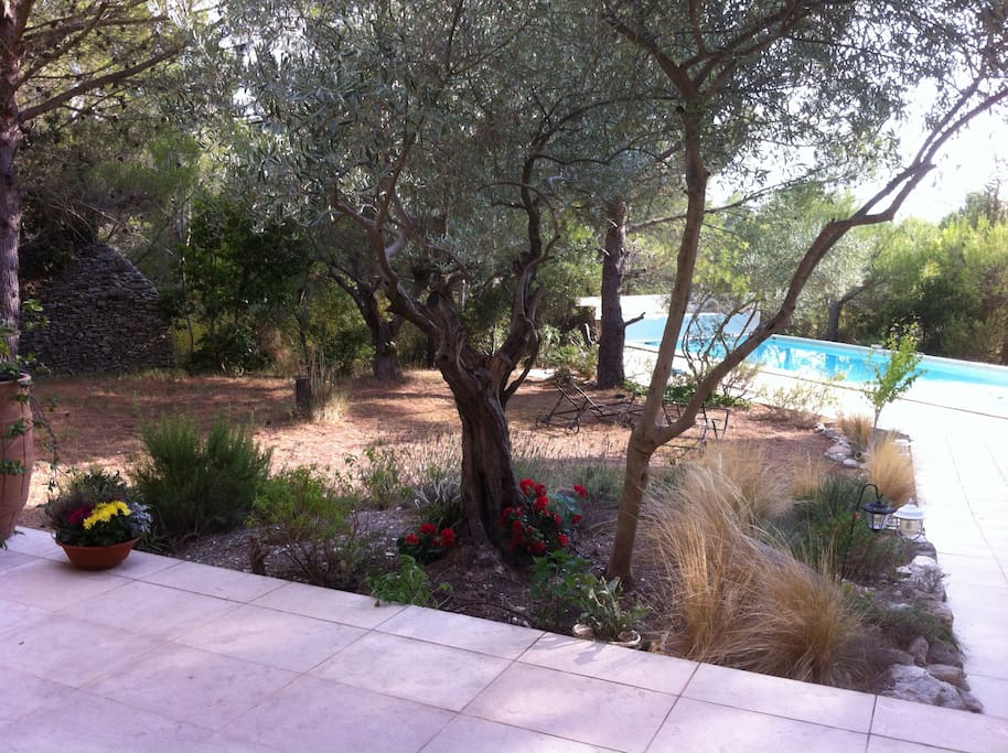 vue pinède et piscine depuis la maison