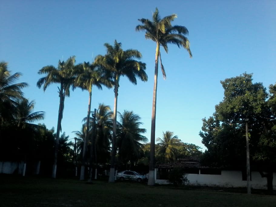 Amplo jardim com palmeiras imperiais e coqueiros