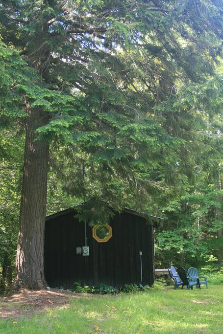 Cabin sheltered by beautiful hemlock tree