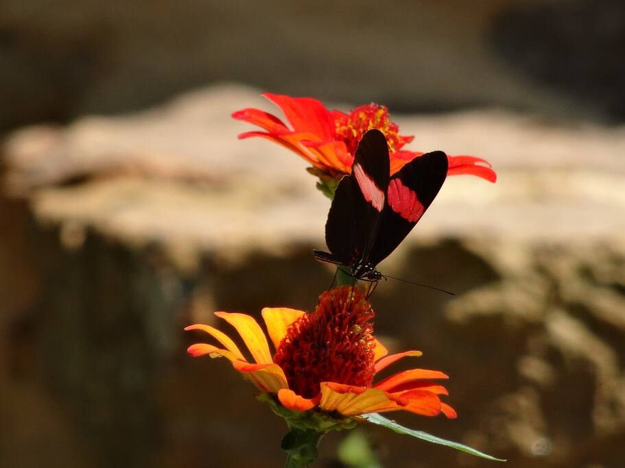 Mariposas de la finca