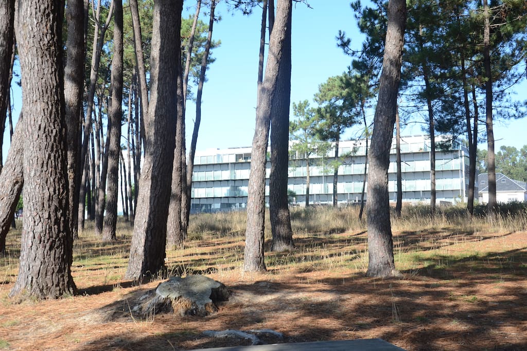 Bosquecillo situado entre los apartamentos y el mar