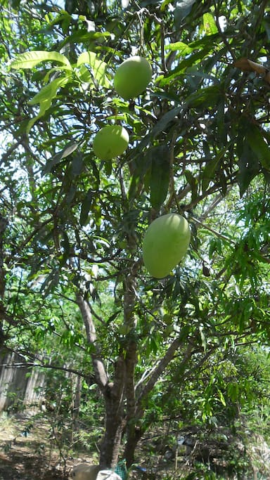 Fresh fruits growing in the garden