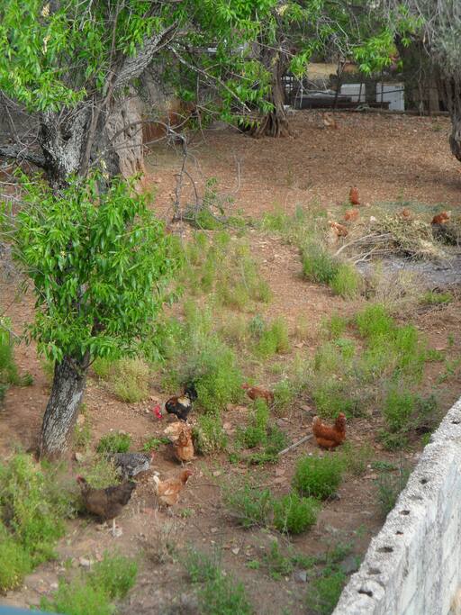 The little hens next door