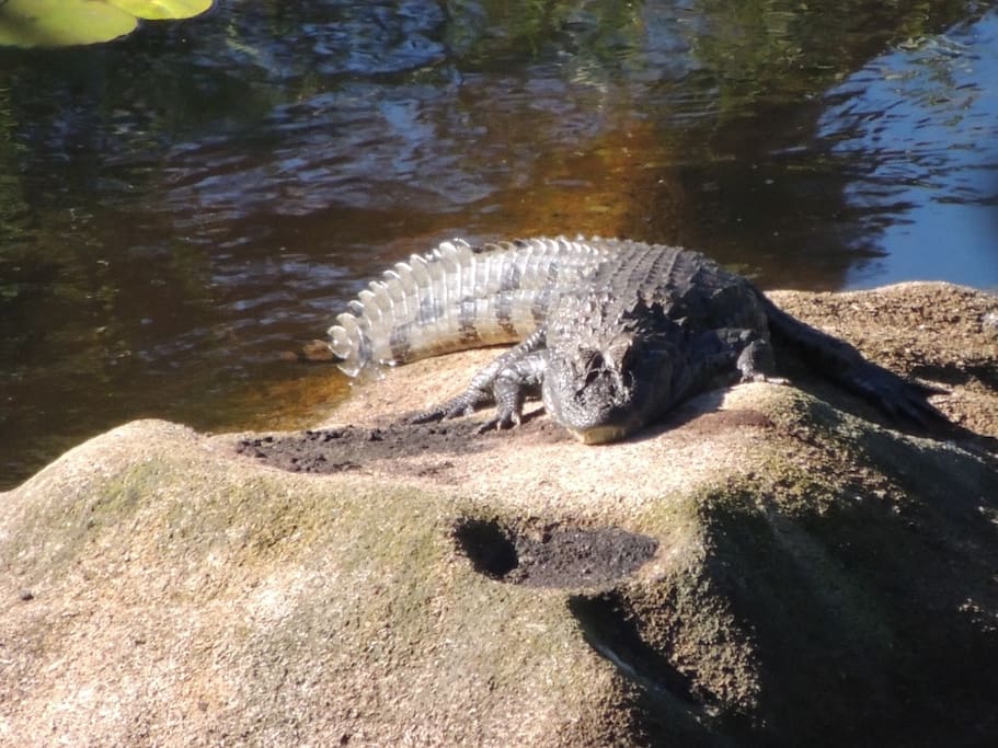 no lago abaixo uns 200m tem o Jacaré Fernando