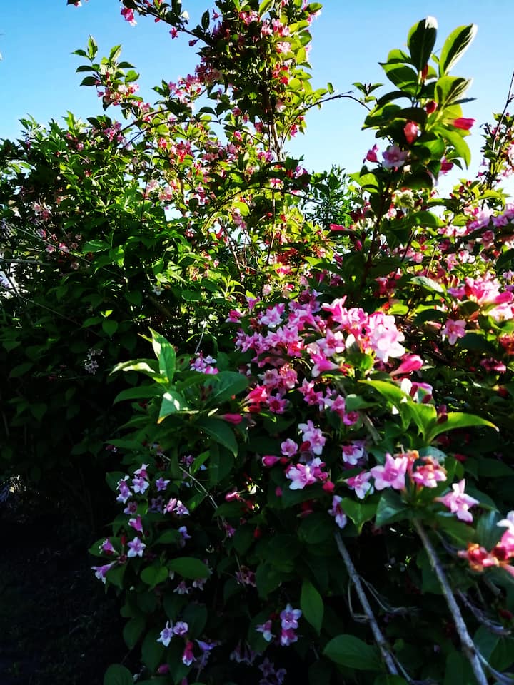 Top 10 Airbnb Vacation Rentals In Minden, Germany Updated 2024 Trip101