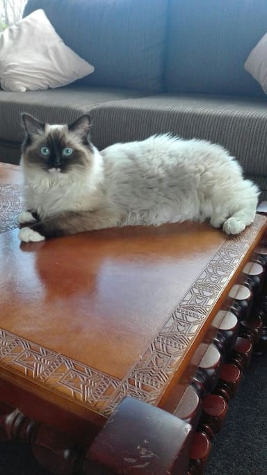 Prada, sitting on table at my mums