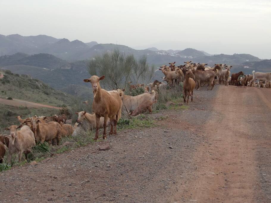 Listen to the goat bells in the evening