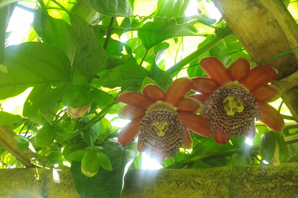 Un chalet dans un grand jardin plein de fruits