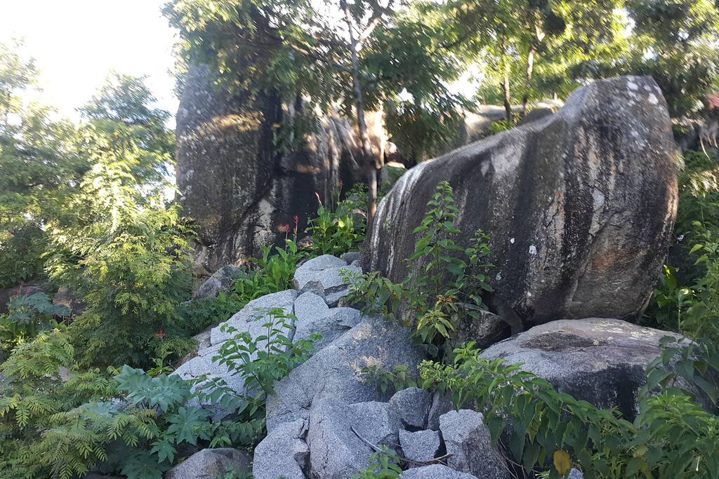 Front yard