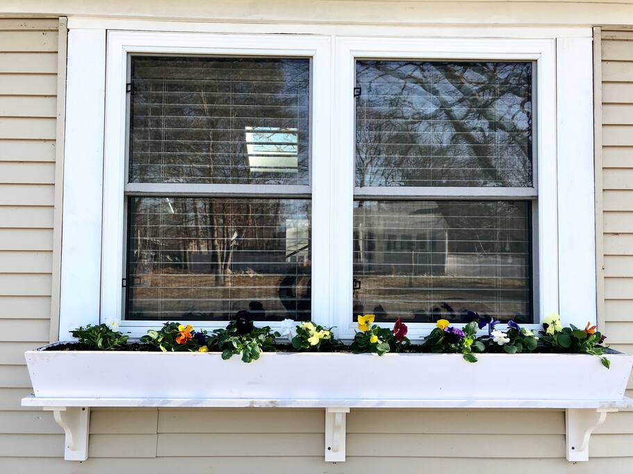 Beautiful new spring flower boxes