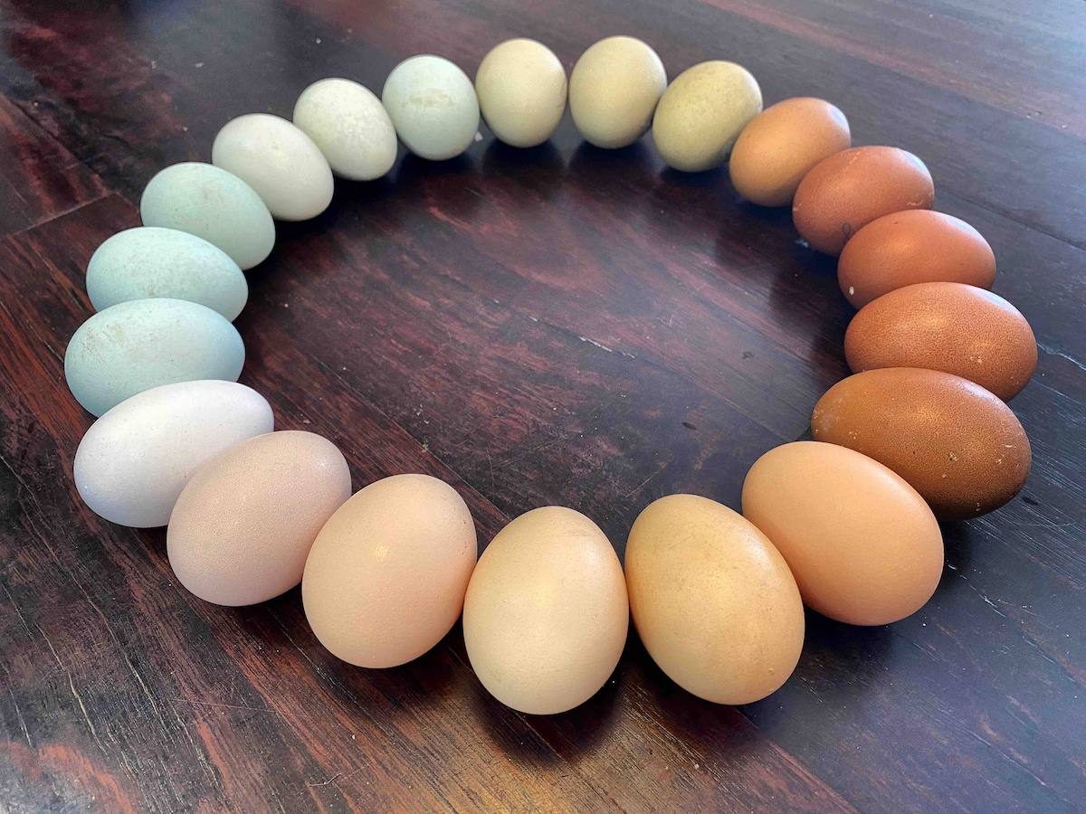 A circular arrangement of eggs featuring a variety of natural hues, including light blue, beige, and shades of brown. Each egg exhibits a smooth surface and subtle variations in color and texture, set against a dark wooden table that emphasizes their gentle pastel tones.