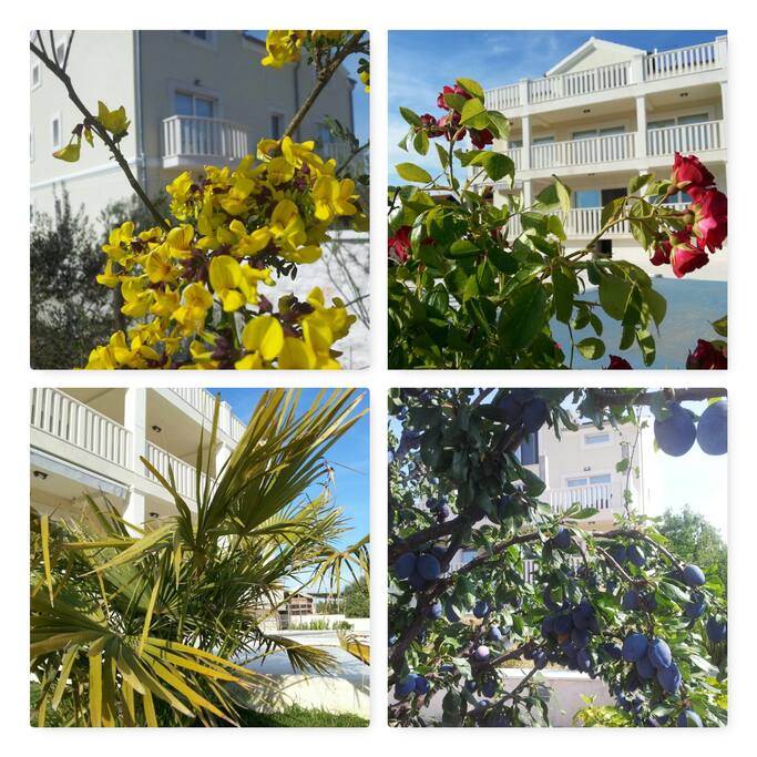 Collage, flowers and exterior