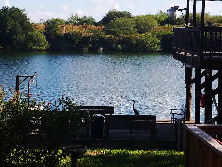 Fish cleaning station, dock, boat lift--Henry, the Blue Heron, will great you each morning!