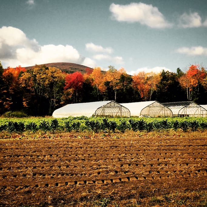 Equinox Farm, sustainable organic farm located just across the street.