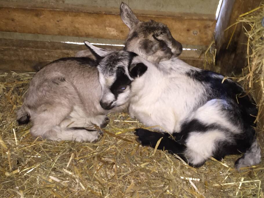 2016 Baby Goats: Allura & Helo