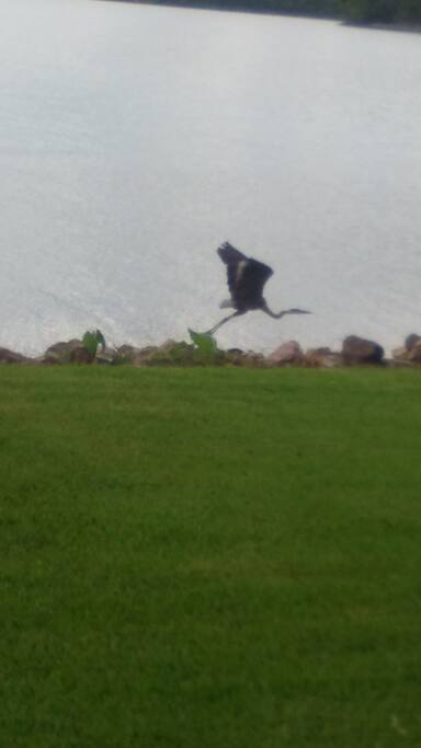Catch a view of the giant grey heron from the windows.