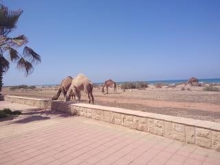 A tranquil coastal scene features several camels grazing on the land near the shore. The clear blue sea can be seen in the background, while a sunny sky enhances the serenity of the environment. A low stone wall separates the pathway from the natural landscape.