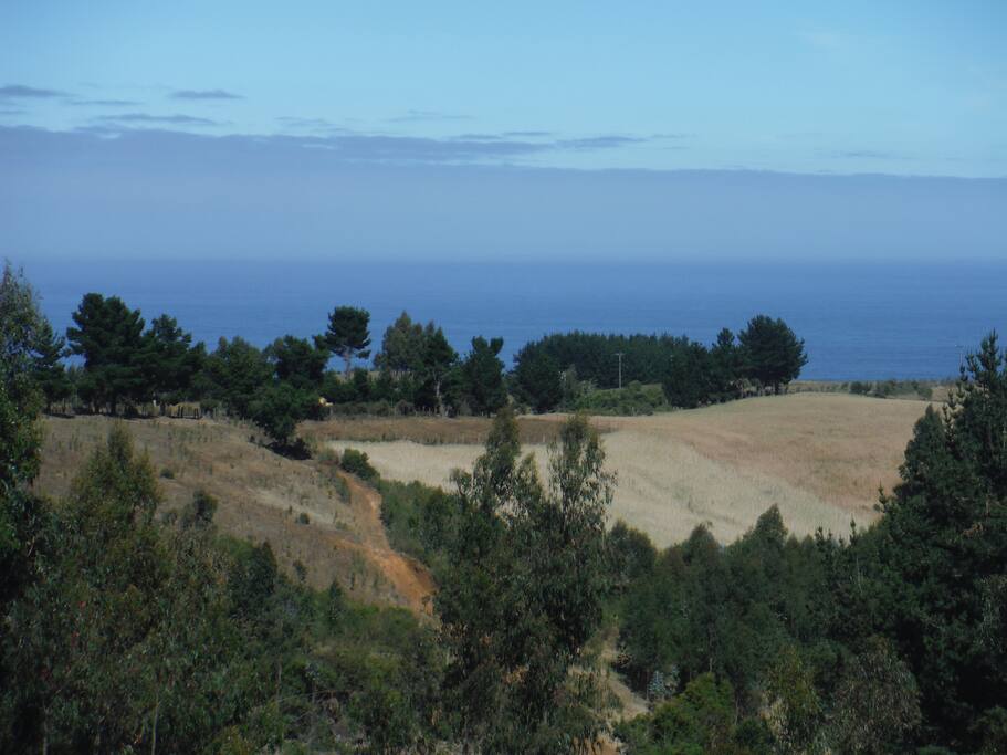Summertime view from the house