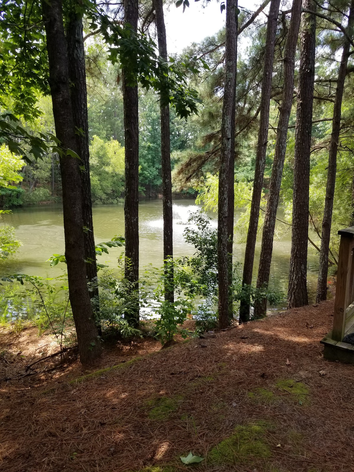 Tall trees frame a serene view of a lake, with sunlight filtering through the leaves. The ground is covered in pine needles, adding a natural element to the landscape. The calm water reflects the surrounding greenery, creating a peaceful outdoor setting.